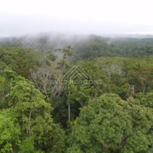 Aerial view of rainforest canopy with low cloud drifting over treetops. Kuranda, Australia.