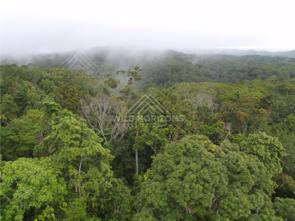 Aerial view of rainforest canopy with low cloud drifting over treetops. Kuranda, Australia.