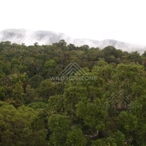 Aerial panorama of rainforest hills with mist along the ridgeline. Kuranda, Australia.