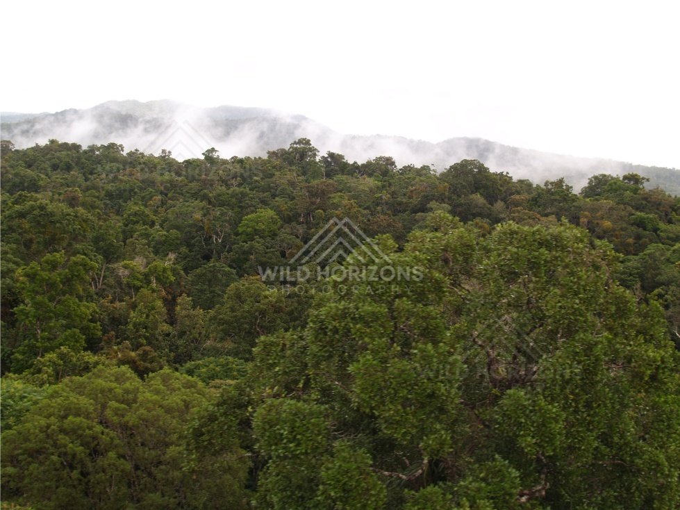 Aerial panorama of rainforest hills with mist along the ridgeline. Kuranda, Australia.