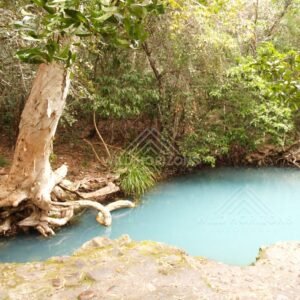 Blue freshwater pool bordered by rocks and rainforest roots. Forest Creek, Australia.