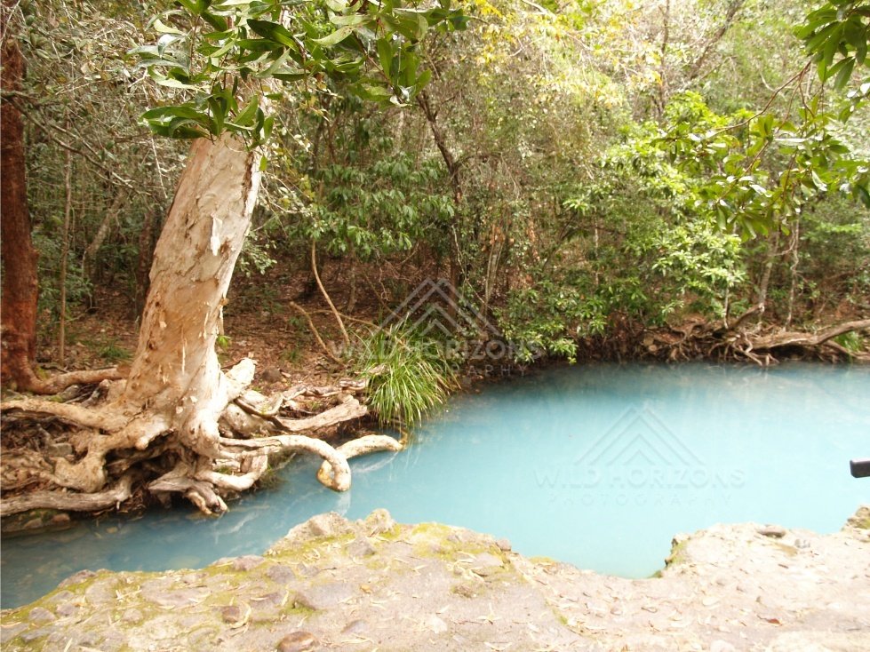 Blue freshwater pool bordered by rocks and rainforest roots. Forest Creek, Australia.