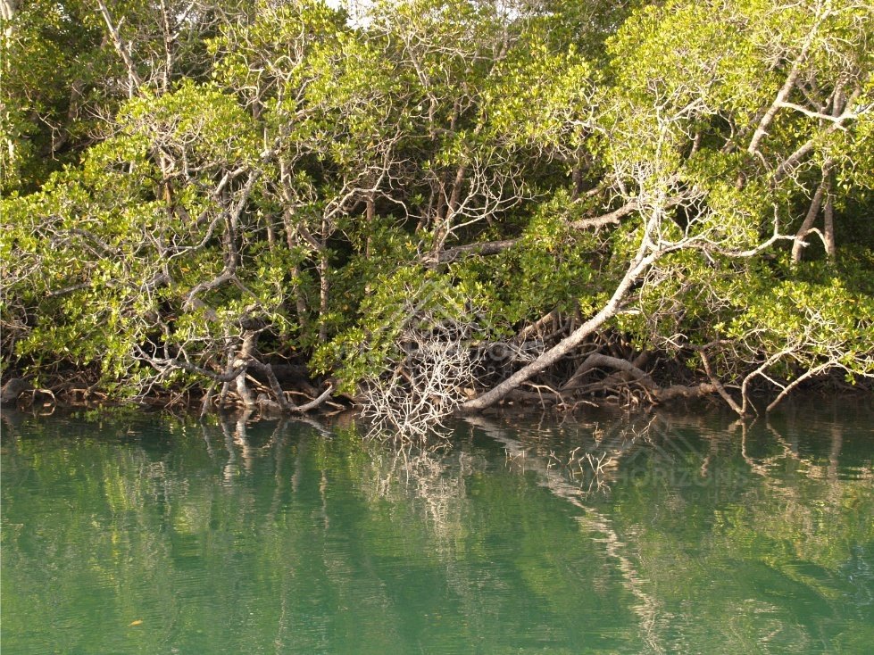 Mangrove roots and dense tropical vegetation along a calm riverbank. Jardine River, Queensland, Australia.