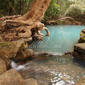 Clear stream flowing into a blue pool beneath a leaning tree. Forest Creek, Australia.
