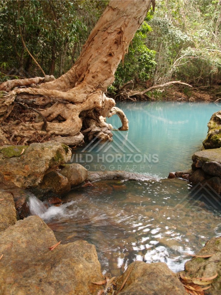 Clear stream flowing into a blue pool beneath a leaning tree. Forest Creek, Australia.