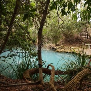 Forest pool with turquoise water and tangled roots along the bank. Forest Creek, Australia.