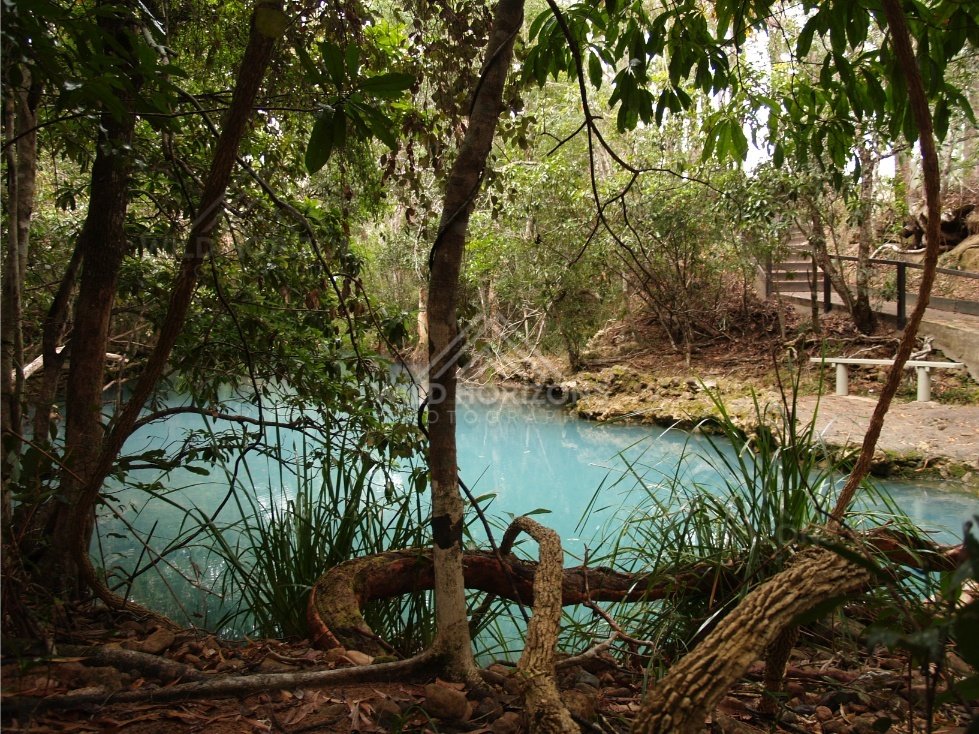 Forest pool with turquoise water and tangled roots along the bank. Forest Creek, Australia.