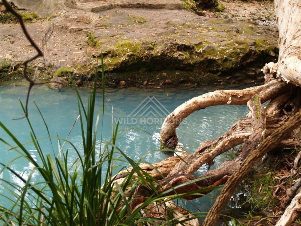 Close view of turquoise pool edge with grasses and twisting roots. Forest Creek, Australia.