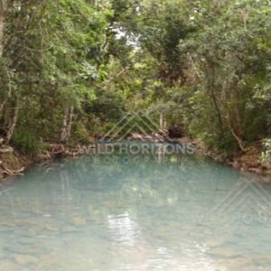 Wide rainforest pool with pale turquoise water and still surface. Forest Creek, Australia.