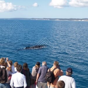 Whale surfacing offshore with a viewing crowd in the foreground. Hervey Bay, Australia.
