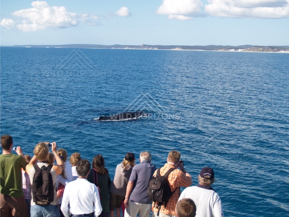 Whale surfacing offshore with a viewing crowd in the foreground. Hervey Bay, Australia.