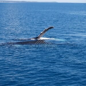 Humpback whale fin rising from deep blue ocean water. Hervey Bay, Australia.