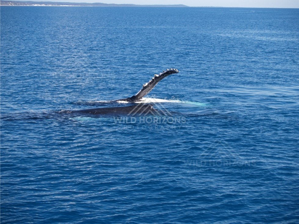 Humpback whale fin rising from deep blue ocean water. Hervey Bay, Australia.