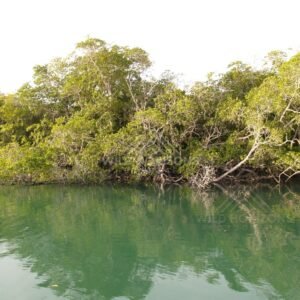 Mangrove roots and dense tropical vegetation along a calm riverbank. Jardine River, Queensland, Australia.