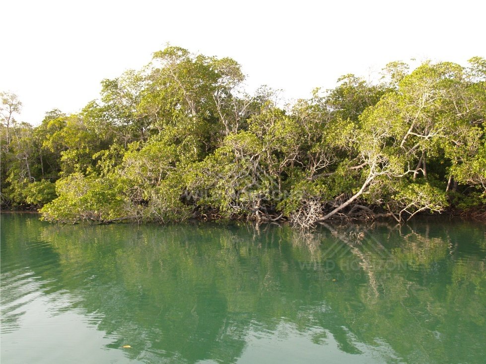 Mangrove roots and dense tropical vegetation along a calm riverbank. Jardine River, Queensland, Australia.