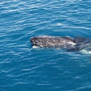 Humpback whale head breaking the surface in choppy sea. Hervey Bay, Australia.