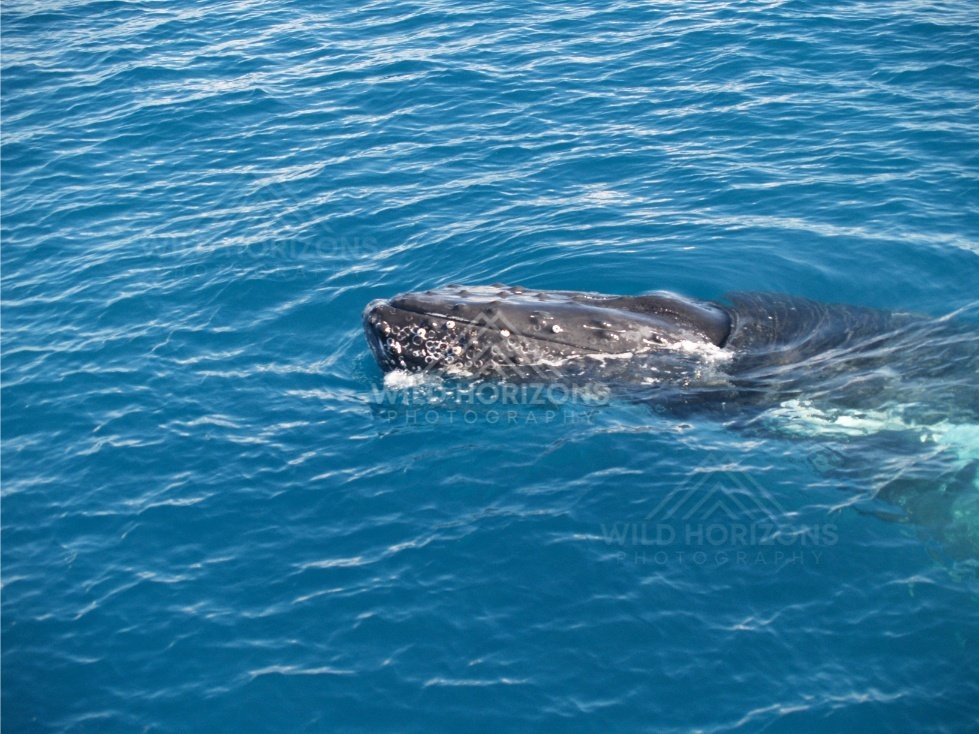 Humpback whale head breaking the surface in choppy sea. Hervey Bay, Australia.