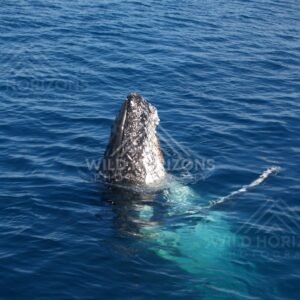 Humpback whale breaching from the blue ocean with falling spray. Hervey Bay, Australia.