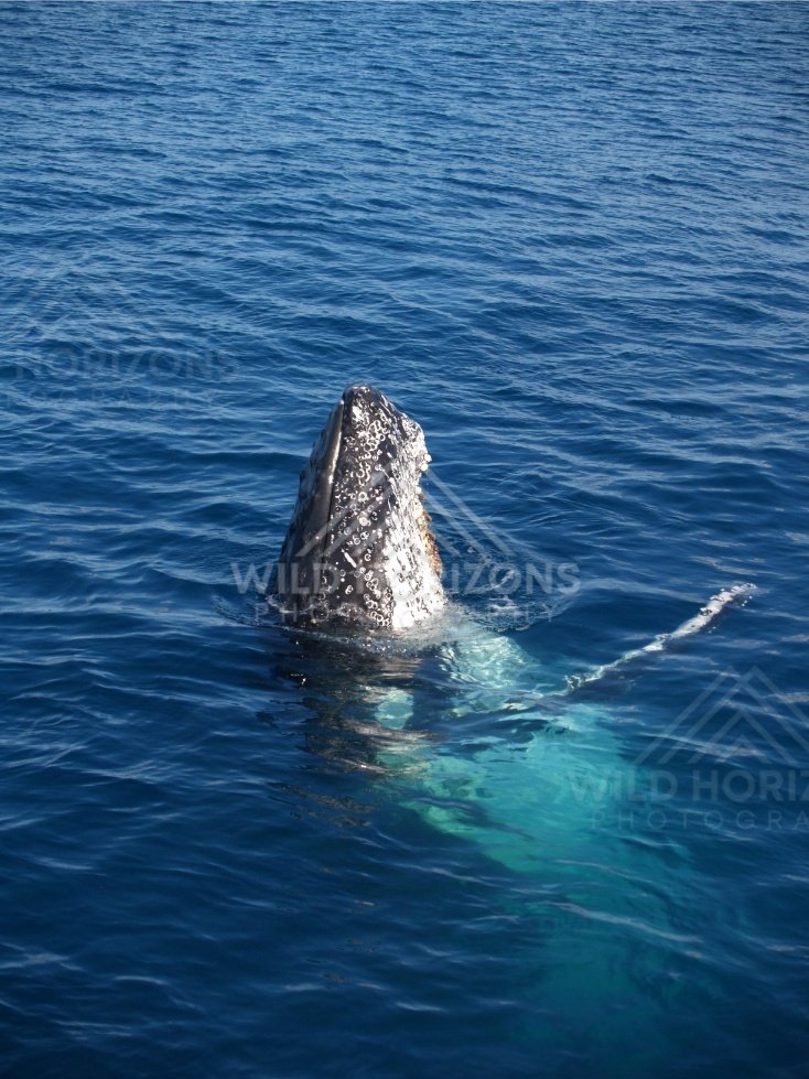 Humpback whale breaching from the blue ocean with falling spray. Hervey Bay, Australia.
