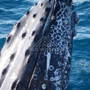 Close portrait of a humpback whale beside the vessel. Hervey Bay, Australia.