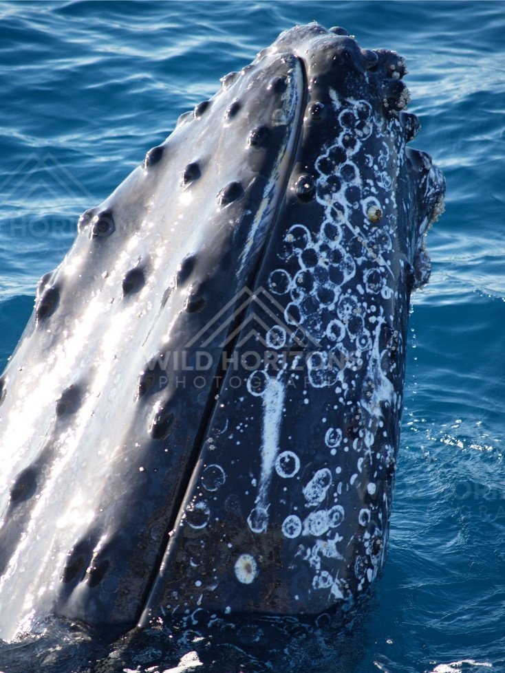 Close portrait of a humpback whale beside the vessel. Hervey Bay, Australia.