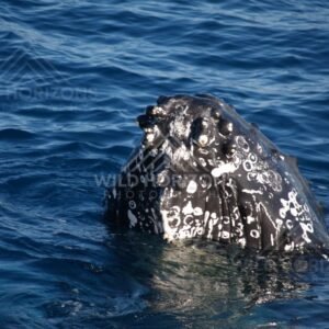 Humpback whale rolling beneath clear water. Hervey Bay, Australia.