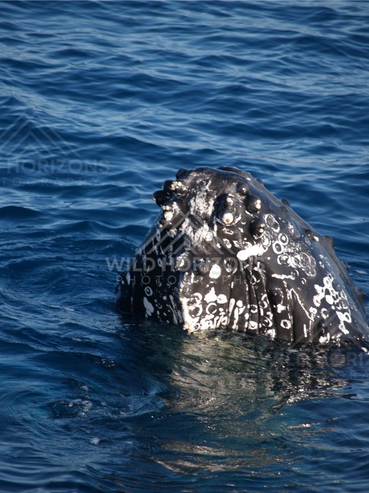 Humpback whale rolling beneath clear water. Hervey Bay, Australia.