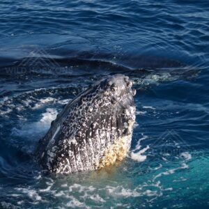 Humpback whale moving through calm sea. Hervey Bay, Australia.