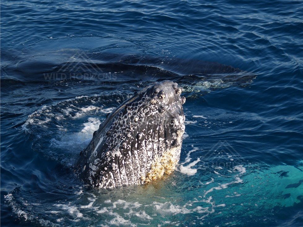 Humpback whale moving through calm sea. Hervey Bay, Australia.