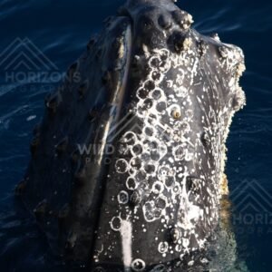 Humpback whale exhaling mist above the ocean. Hervey Bay, Australia.
