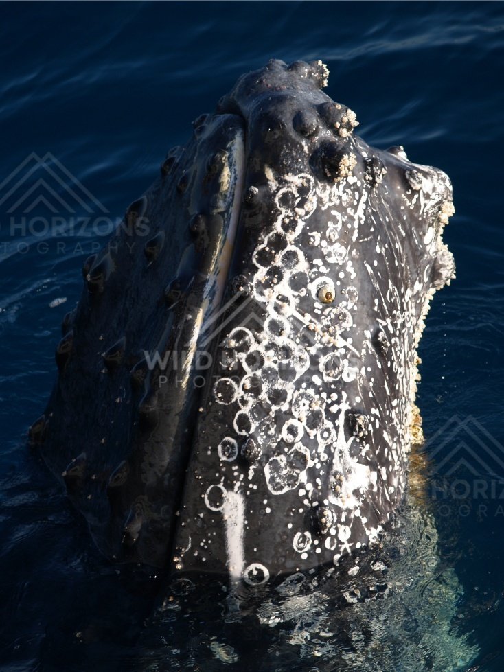 Humpback whale exhaling mist above the ocean. Hervey Bay, Australia.