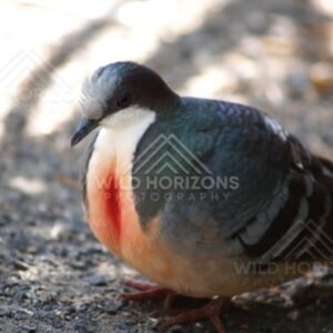 Emerald Dove standing on forest floor. Queensland, Australia.