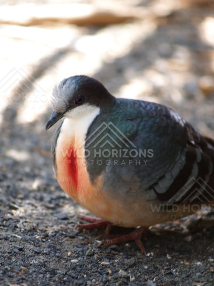 Emerald Dove standing on forest floor. Queensland, Australia.