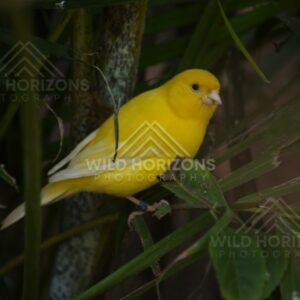 Yellow canary perched among green leaves. Queensland, Australia.