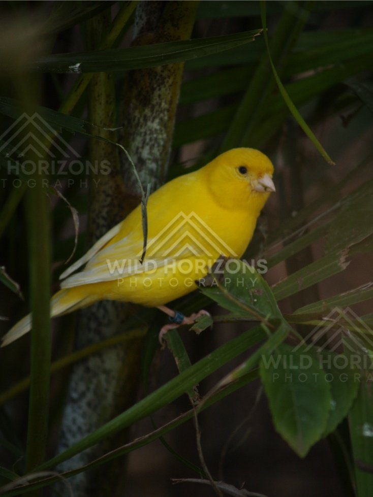 Yellow canary perched among green leaves. Queensland, Australia.