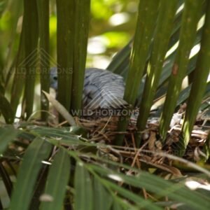 Peaceful Dove resting on shaded perch. Queensland, Australia.