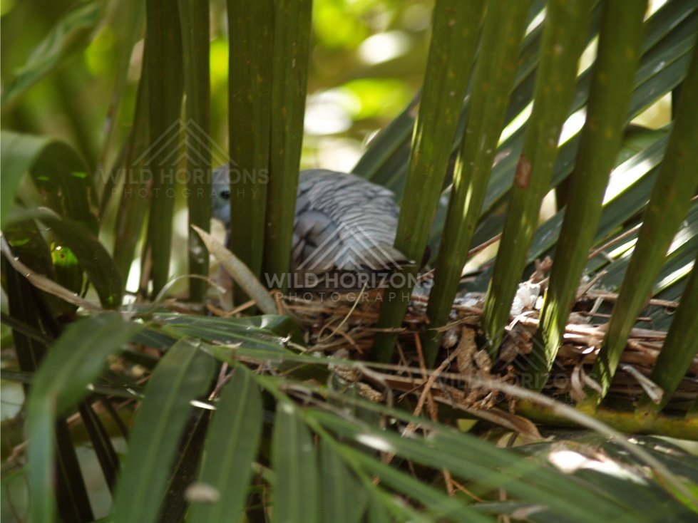 Peaceful Dove resting on shaded perch. Queensland, Australia.