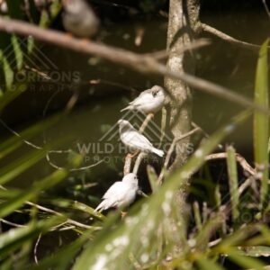 White morph Zebra Finch on wooden perch. Queensland, Australia.