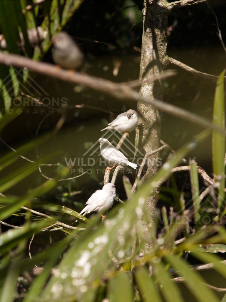 White morph Zebra Finch on wooden perch. Queensland, Australia.
