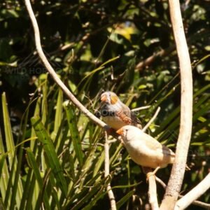 Zebra Finches gathered on branches. Queensland, Australia.