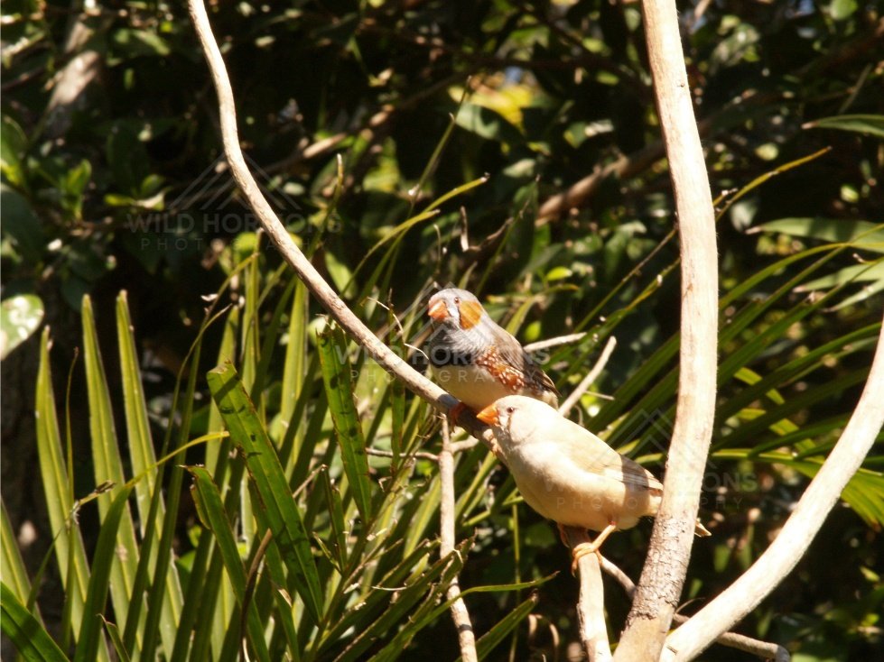 Zebra Finches gathered on branches. Queensland, Australia.