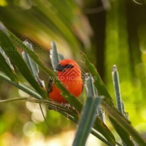 Small red and green bird perched in foliage. Queensland, Australia.