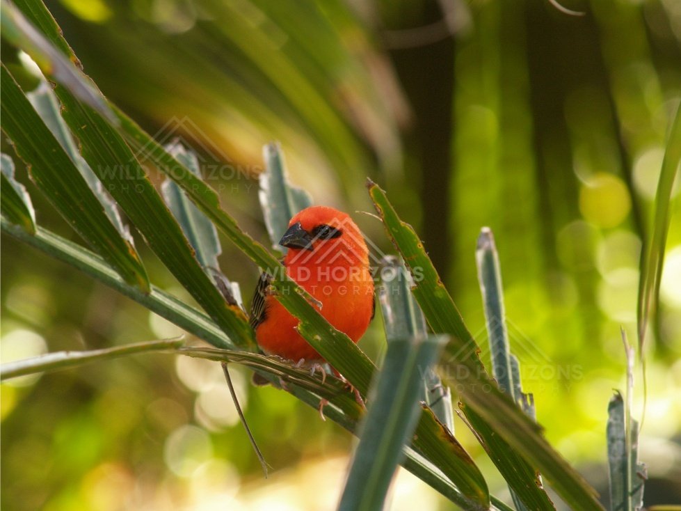 Small red and green bird perched in foliage. Queensland, Australia.