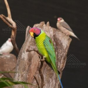 Plum-headed Parakeet on wooden perch. Queensland, Australia.