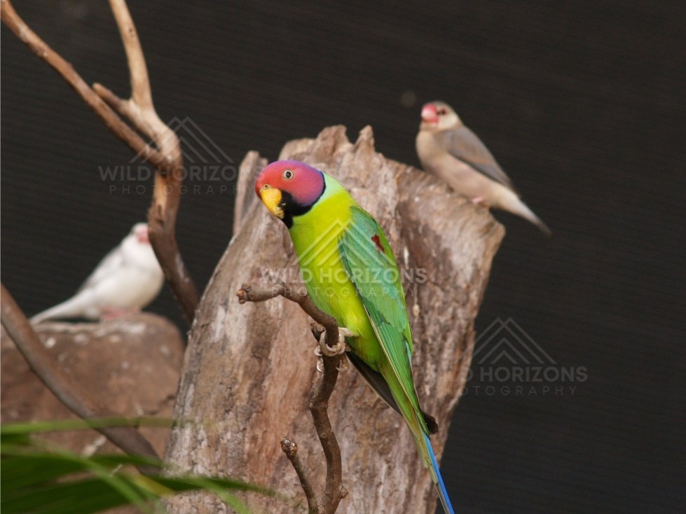 Plum-headed Parakeet on wooden perch. Queensland, Australia.