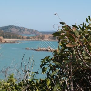 Coastal scene framed by native foliage. Stanage Bay, Australia.