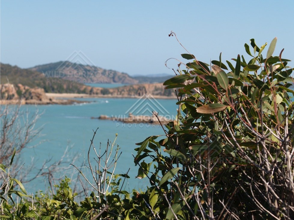 Coastal scene framed by native foliage. Stanage Bay, Australia.