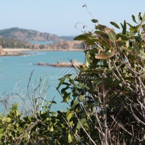 Native shrubs above a remote tropical bay. Cape York Region, Australia.