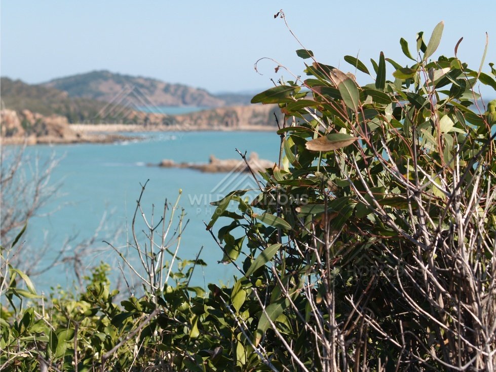Native shrubs above a remote tropical bay. Cape York Region, Australia.
