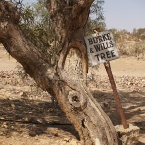 Burke and Wills tree sign beside a gnarled trunk. Birdsville Region, Australia.